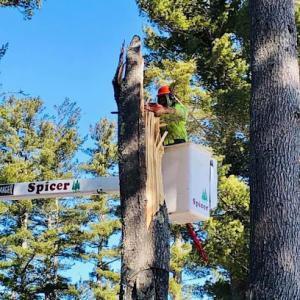 Spicer Tree Specialists