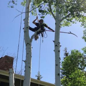 High Tie Tree Service