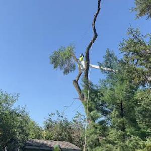 Ducks Tree & Stump Service