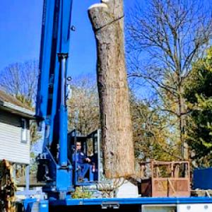 Tree Trimming Evansville