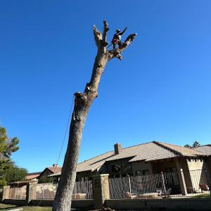 Tree Service Valle Del Sol