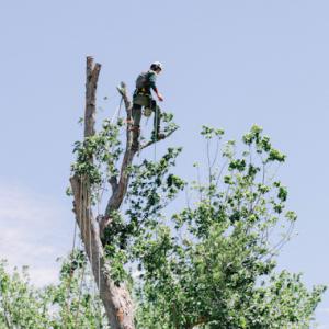 Price Right Professional Landscaping & Tree Service