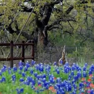 Startex Landscaping LLC,