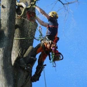 A & J Tree Service