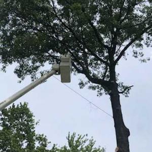 All Things Tree Service