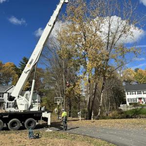 Ballston Tree & Property Services