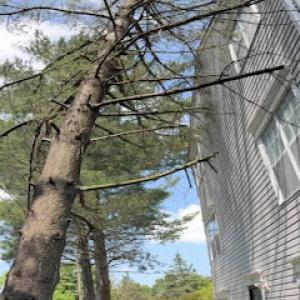 Advanced Tree Expert