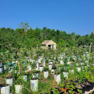 Radical Roots Nursery