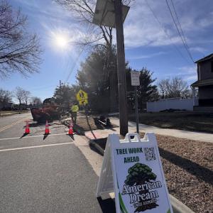 American Dream Tree Experts