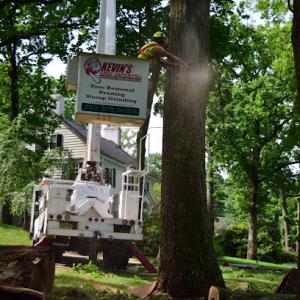 Kevin's Tree Experts