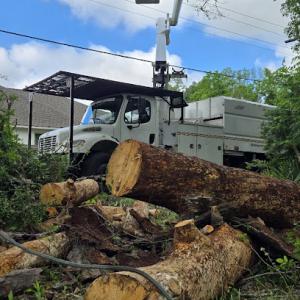 Superior tree services
