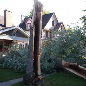Abel Tree Service & Snowplowing