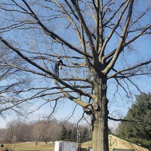 Mike Jones & Sons Tree Service