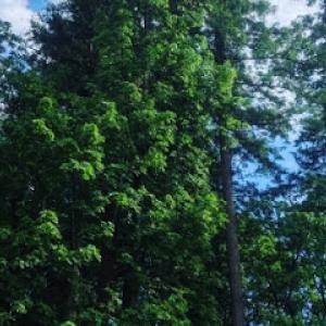 Arbor City Tree Care