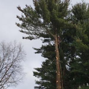 JB Tree