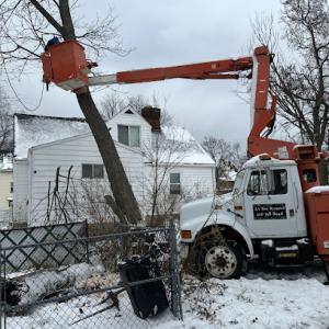 Affordable Arborist Tree Service