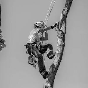 All Around Plant Health Care