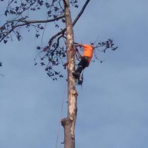 Secure Choice Tree Service of Beaumont Texas