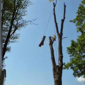 A New Leaf Tree Service