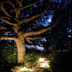 Peter's Tree Service