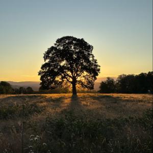 Discerning Beaver Urban Forestry