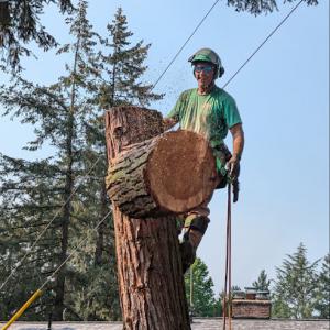 Very Good Stump Grinding & Tree Removal
