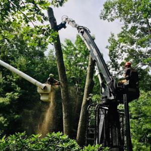 Ducharme Tree Service