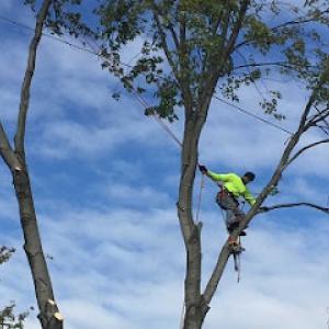 Timberland Tree Service