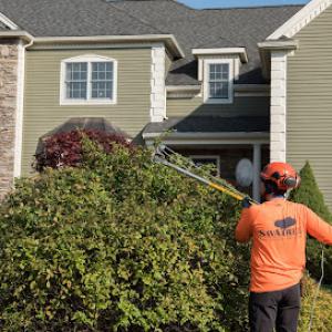 SavATree - Tree Service & Lawn Care