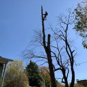 Lentz Tree Service