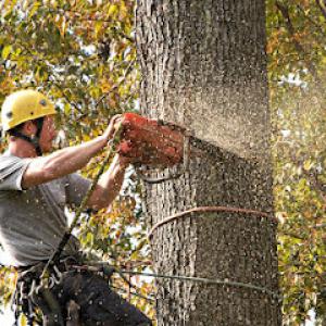 M & T Tree & Stump Removal