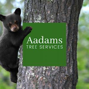 Aadams Tree Service, Trimming, & Stump Grinding Woodinville Wa