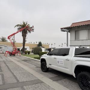 Redwood Tree & Landcare