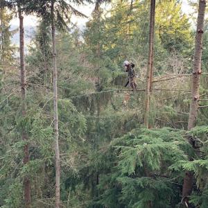 PNW Tree & Landscaping