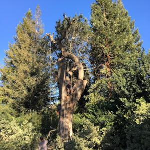 Jake's Landscaping & Tree Services