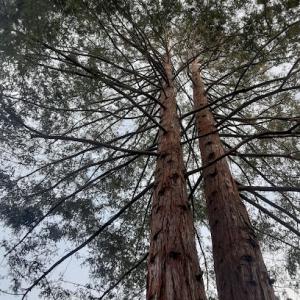 Francisco Mendoza tree service