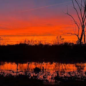 Central Tree Service & General Contracting