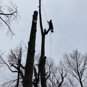 Pepe's Tree Services