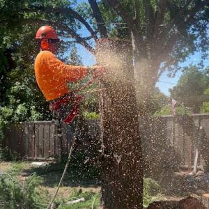 Dos Bros Tree Service