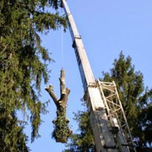Tomahawk Tree Services