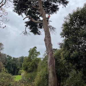 Best Quality Tree Service