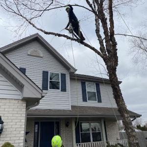 Michael's Tree Service