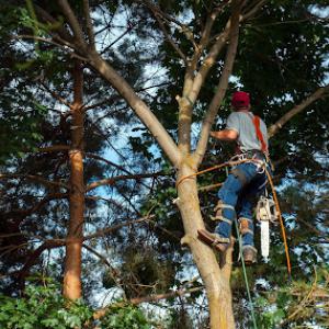 J & J Tree Services