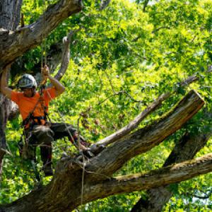 Perez landscaping & Tree Trimming