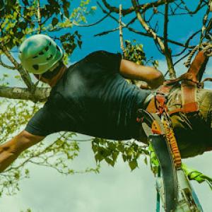 Charter Oaks Tree & Landscaping