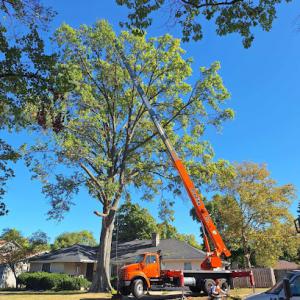 The 1 Tree Service