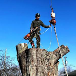 Joseph Tree Service
