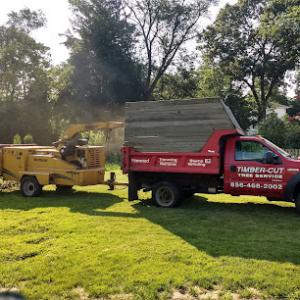 Timber Cut Tree Service