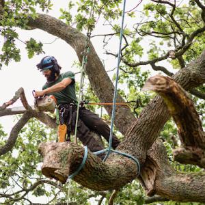 CW Tree Service