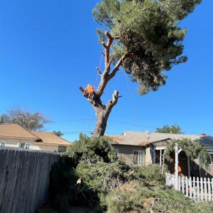 Ramirez Tree Service